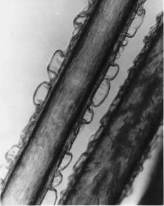 Efeito do cloro nos fios de cabelo. Fonte: desconhecida